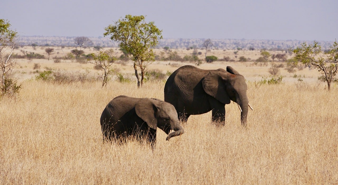 What Role Do National Parks Play in Conservation?